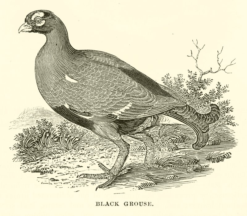 Black Grouse (gravura) de English School