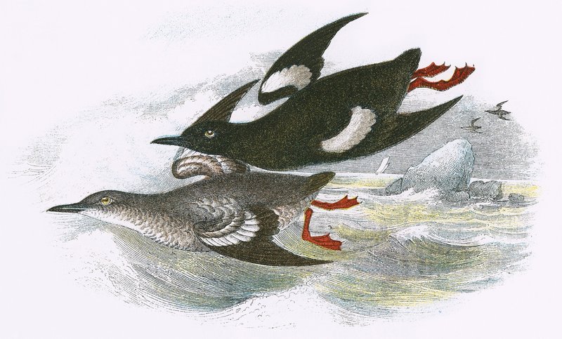 Guillemot preto de English School