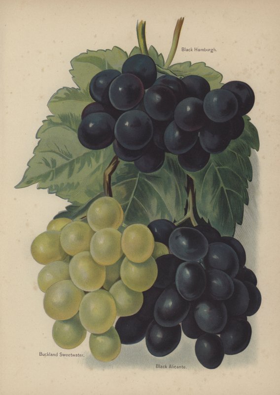 Hamburgh Preto, Buckland Sweetwater, Preto Alicante de English School