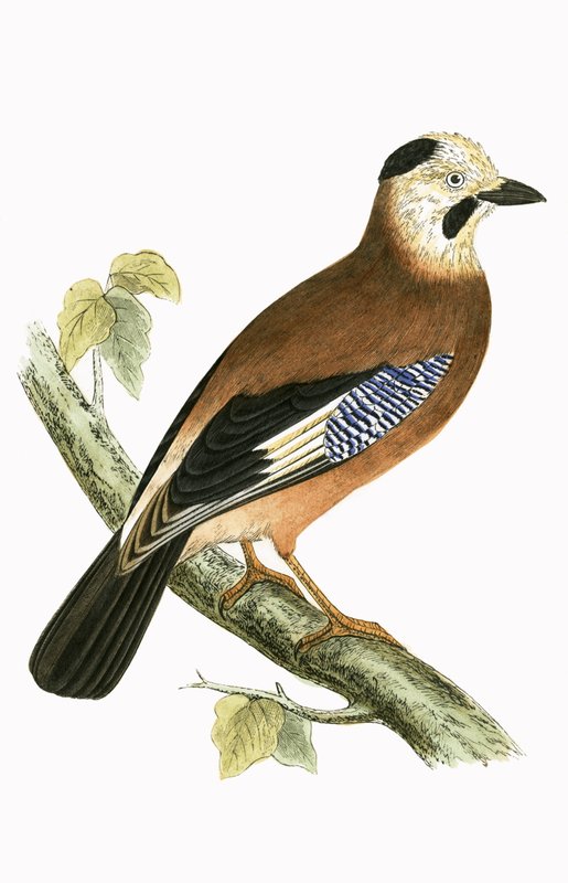 Black Headed Jay, ilustração de "Uma História das Aves da Europa Não Observadas nas Ilhas Britânicas", de Charles Robert Bree (1811-1886), publicado em 1867 de English School