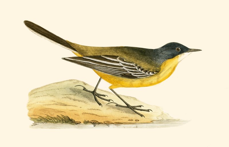 Alvéola-de-cabeça-preta, ilustração de "Uma História das Aves da Europa Não Observadas nas Ilhas Britânicas", de Charles Robert Bree (1811-1886), publicada em 1867 de English School