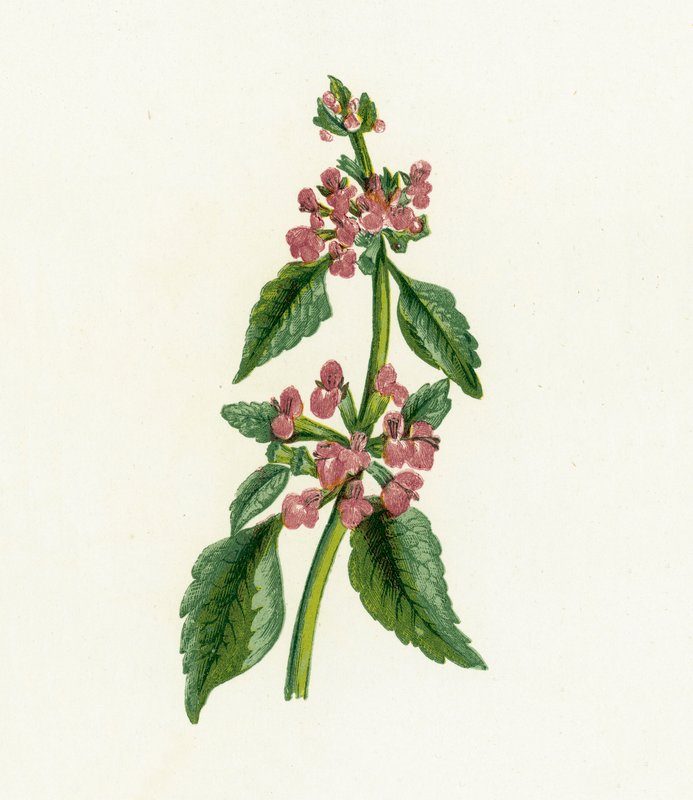 Horehound Negro, Ballota Nigra de English School