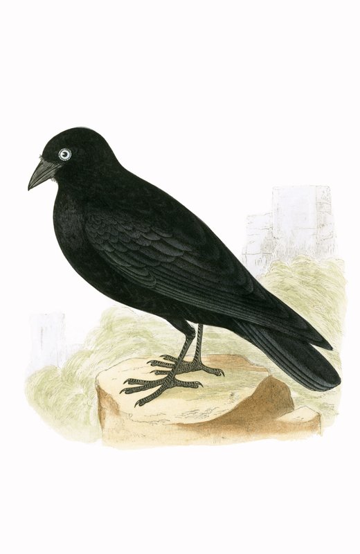 Black Jackdaw, ilustração de "Uma História das Aves da Europa Não Observadas nas Ilhas Britânicas", de Charles Robert Bree (1811-1886), publicado em 1867 de English School