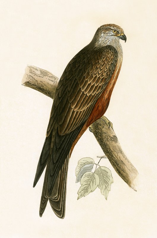 Papagaio Negro, ilustração de "Uma História das Aves da Europa Não Observadas nas Ilhas Britânicas", de Charles Robert Bree (1811-1886), publicado em 1867 de English School