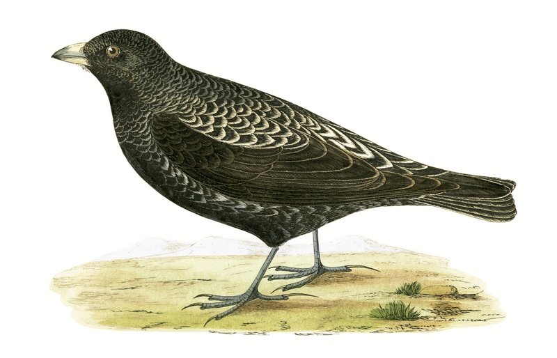Black Lark, ilustração de "Uma História das Aves da Europa Não Observadas nas Ilhas Britânicas", de Charles Robert Bree (1811-1886), publicado em 1867 de English School