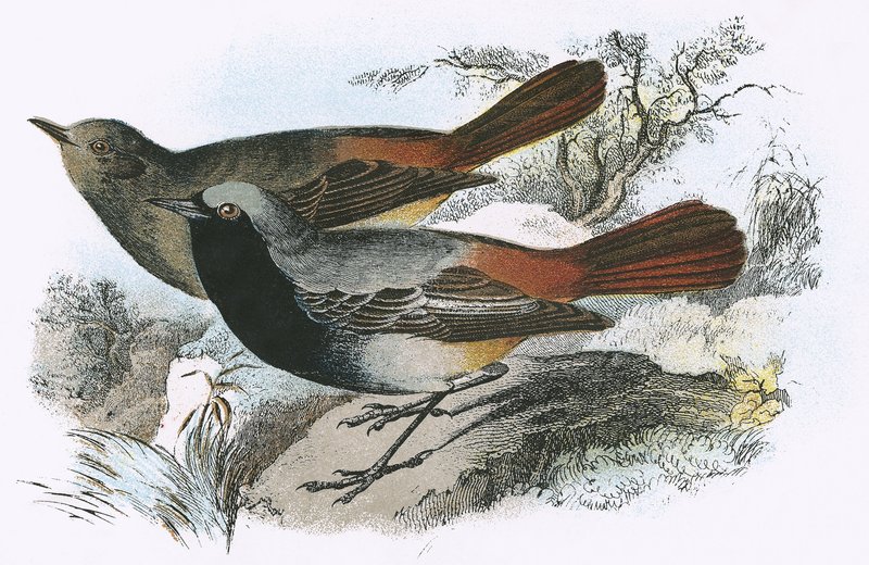 Redstart preto de English School