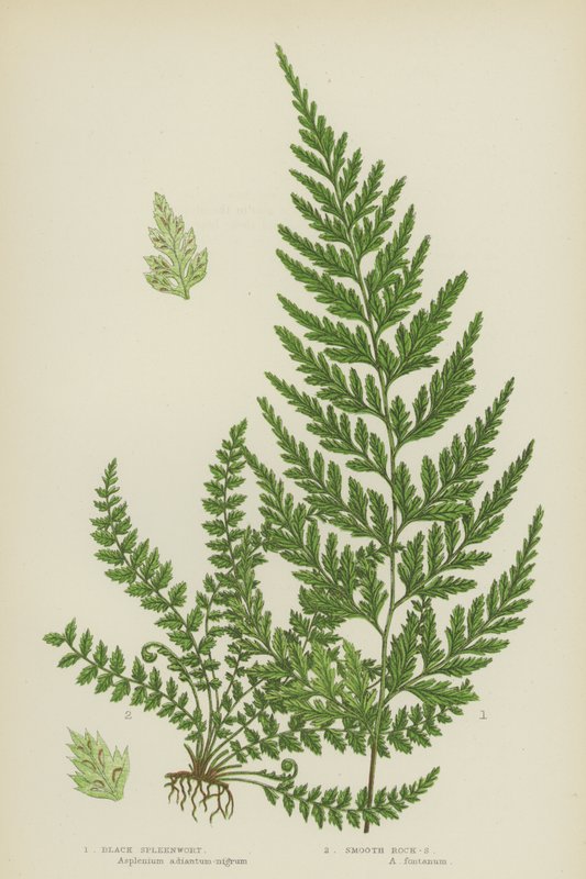 Mosto Baço preto, Mosto rochoso liso (cor litho) de English School