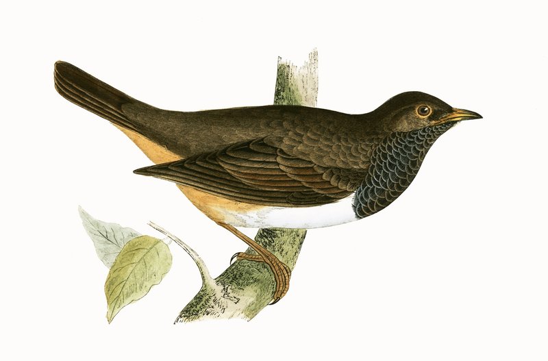 Tordo-de-garganta-preta, ilustração de "Uma História das Aves da Europa Não Observadas nas Ilhas Britânicas", de Charles Robert Bree (1811-1886), publicada em 1867 de English School