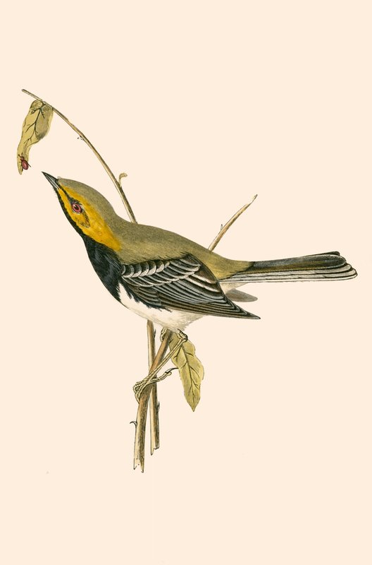 Toutinegra-de-garganta-preta, ilustração de "Uma história das aves da Europa não observadas nas ilhas britânicas", de Charles Robert Bree (1811-1886), publicada em 1867 de English School
