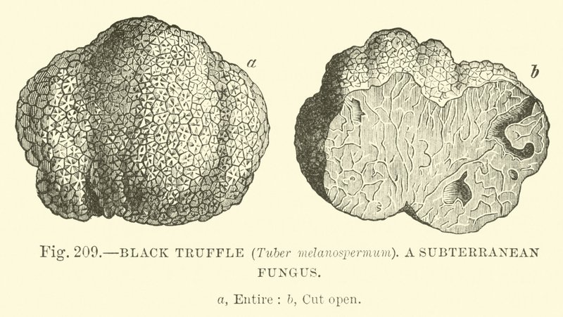 Trufa Preta (Tuber melanospermum); Um fungo subterrâneo de English School