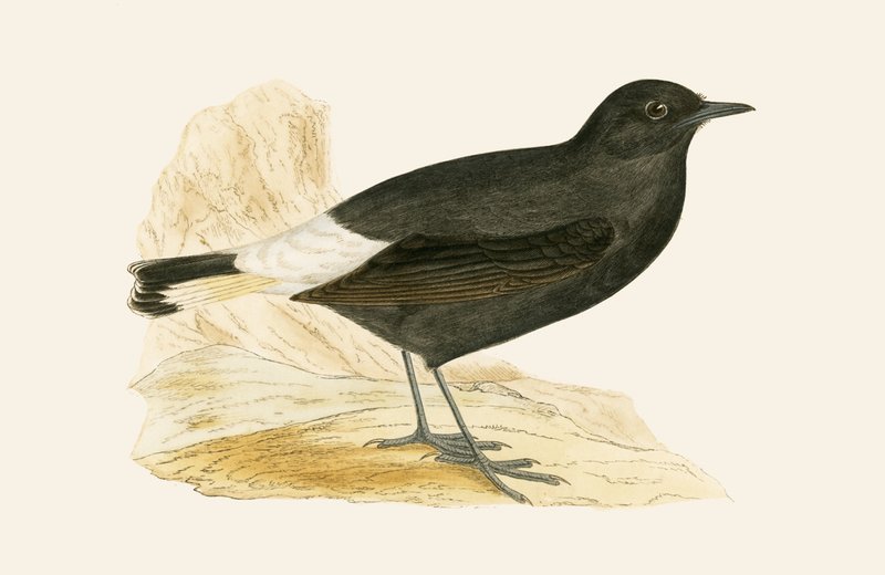 Black Wheatear, ilustração de &39;Uma história das aves da Europa não observada nas ilhas britânicas&39; por Charles Robert Bree (1811-1886), publicado em 1867 de English School