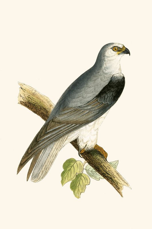 Papagaio-de-asa-preta, ilustração de "Uma história dos pássaros da Europa não observados nas ilhas britânicas", de Charles Robert Bree (1811-1886), publicada em 1867 de English School