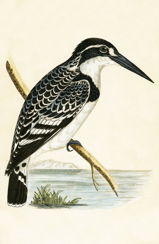Kingfisher preto e branco, ilustração de "uma história dos pássaros de Europa não observados nas ilhas britânicas" por Charles Robert Bree (1811-86), publicado 1867 de English School