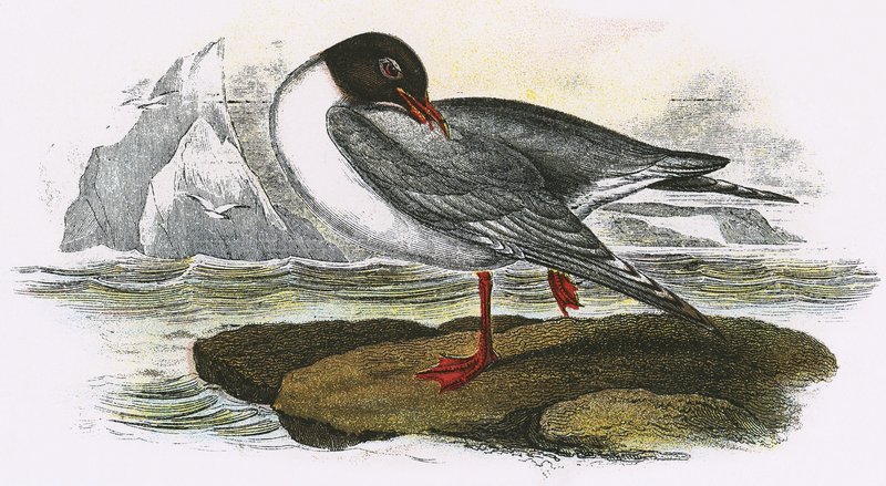 Gaivota de cabeça preta de English School