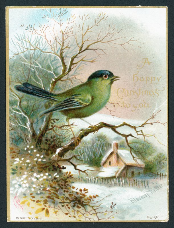 Toutinegra do Blackcap, cartão de Natal de English School