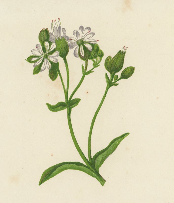 Bexiga Campion, ou Catchfly, Silene Inflata (cor litho) de English School