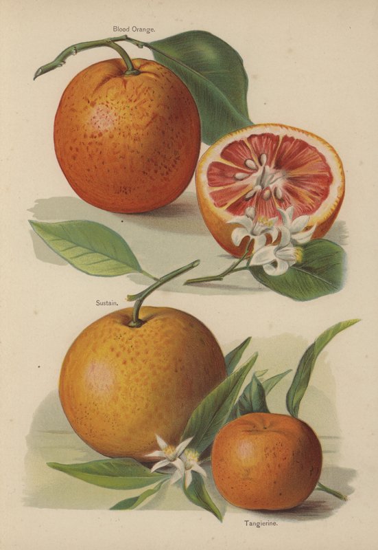 Laranja De Sangue, Sustentar, Tangierine de English School