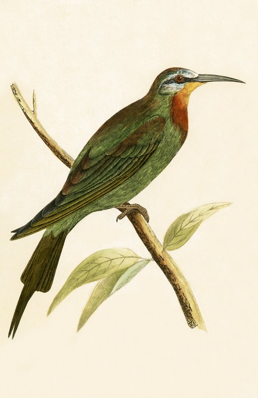 Blue Cheeked Bee Eater, ilustração de "Uma História das Aves da Europa Não Observadas nas Ilhas Britânicas", de Charles Robert Bree (1811-1886), publicado em 1867 de English School