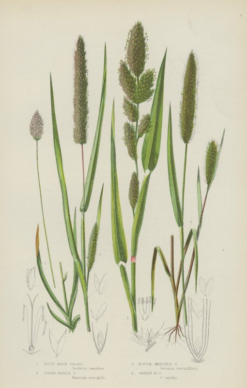 Erva Moura Azul, Erva de Panico Solto, Erva de cerdas ásperas, Erva de cerdas verdes (cor litho) de English School