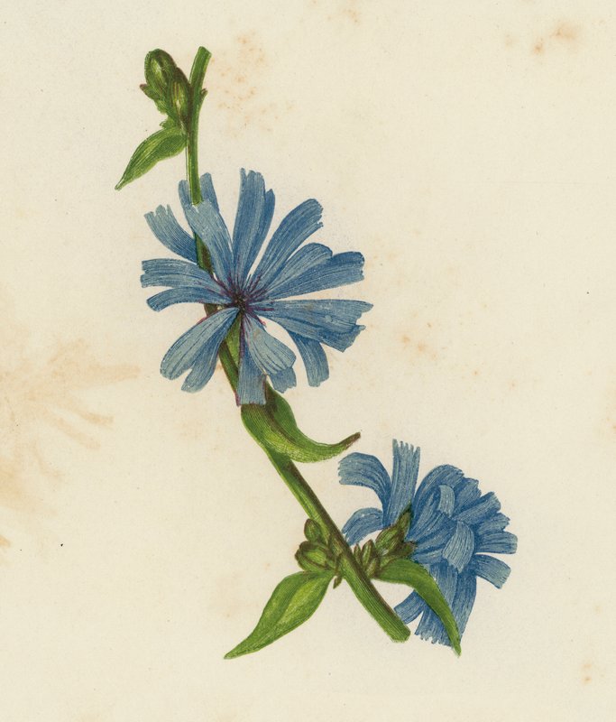 Sucupira azul, Cichorium Intybus (litografia a cores) de English School