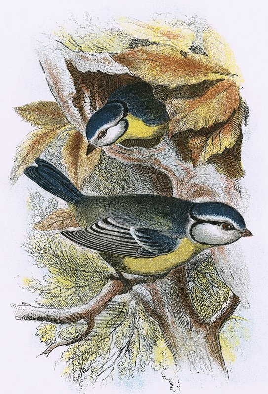 Titmouse azul de English School