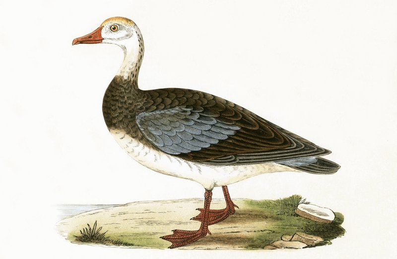 Blue Winged Goose, ilustração de "Uma História das Aves da Europa Não Observadas nas Ilhas Britânicas", de Charles Robert Bree (1811-1886), publicado em 1867 de English School