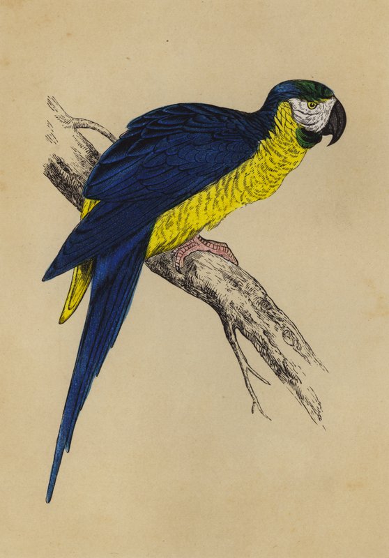 Arara Azul e Amarela (cor litho) de English School
