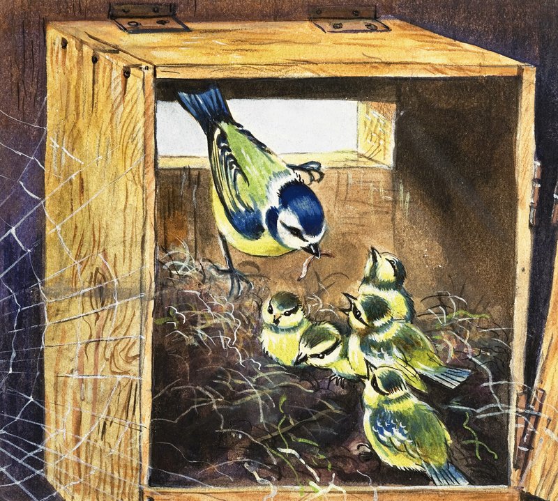 Bluetits de English School