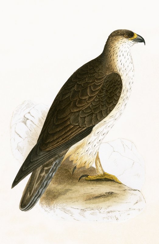 Águia de Bonelli, ilustração de "Uma História das Aves da Europa Não Observadas nas Ilhas Britânicas", de Charles Robert Bree (1811-1886), publicada em 1867 de English School
