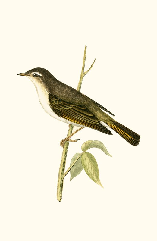Bonelli&39;s Warbler, ilustração de "Uma História das Aves da Europa Não Observadas nas Ilhas Britânicas", de Charles Robert Bree (1811-1886), publicado em 1867 (cor litho) de English School