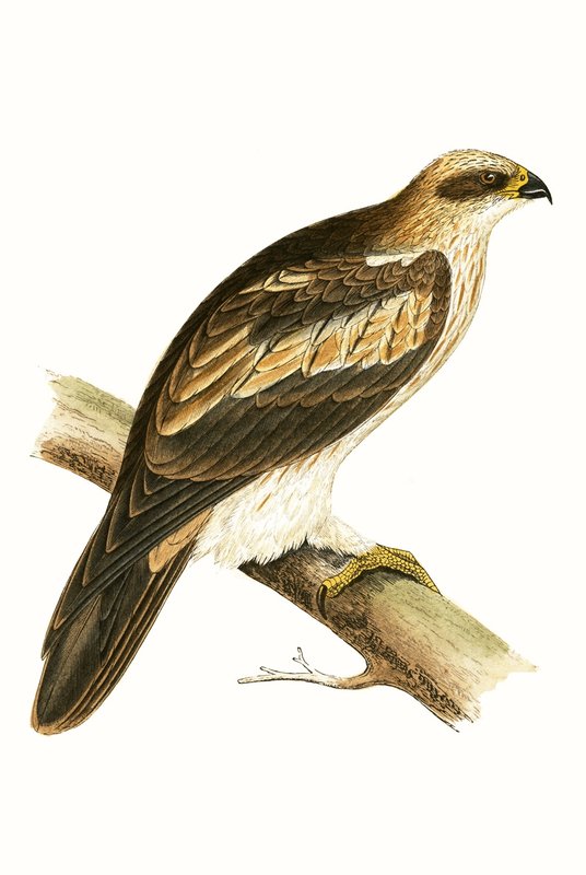 Booty Eagle, ilustração de "Uma História das Aves da Europa Não Observadas nas Ilhas Britânicas", de Charles Robert Bree (1811-1886), publicada em 1867 de English School