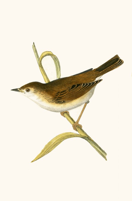 Boed Reed Warbler, ilustração de "Uma História das Aves da Europa Não Observadas nas Ilhas Britânicas", de Charles Robert Bree (1811-1886), publicado em 1867 de English School