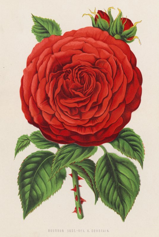 Bourbon Rose, Rev H Dombrain (lito colorido) de English School