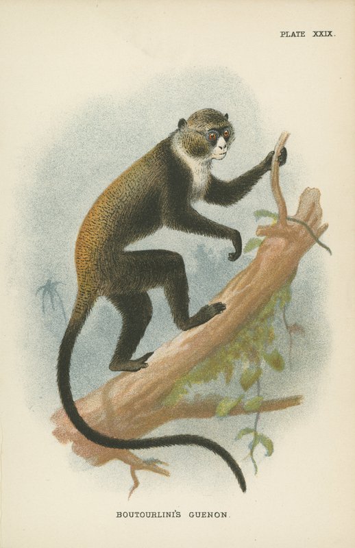 Boutourlinis Guenon de English School
