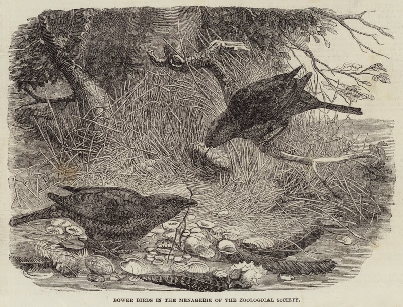 Bower Birds in the Menagerie of the Zoological Society (gravura) de English School