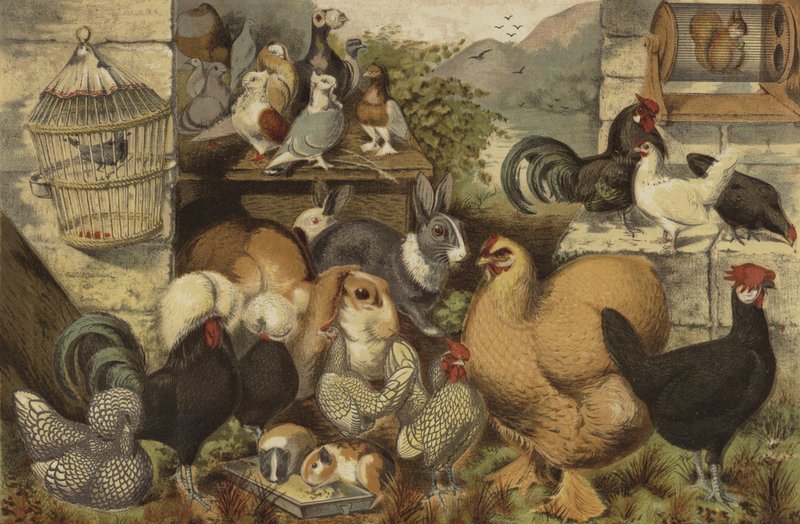 Animais de estimação dos meninos de English School