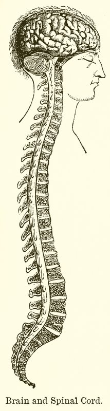 Cérebro e Medula Espinhal de English School