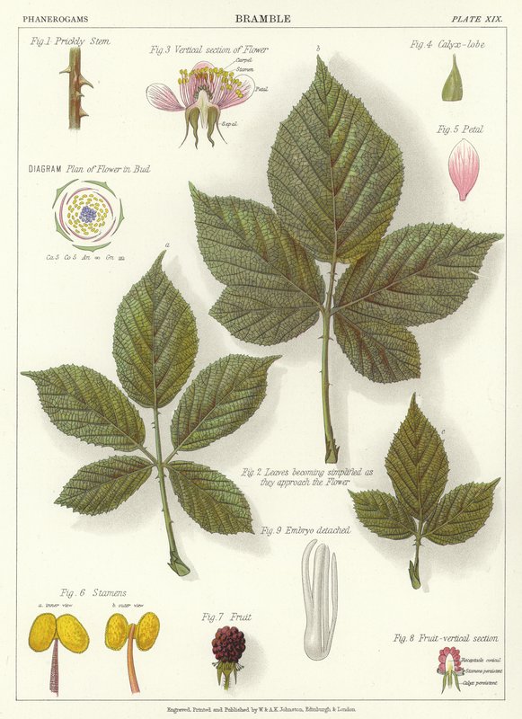 Bramble de English School
