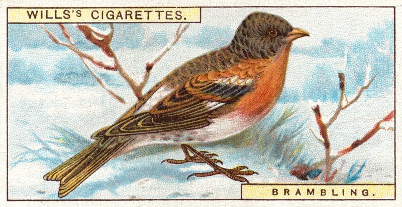 Brambling de English School