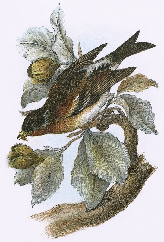 Brambling de English School