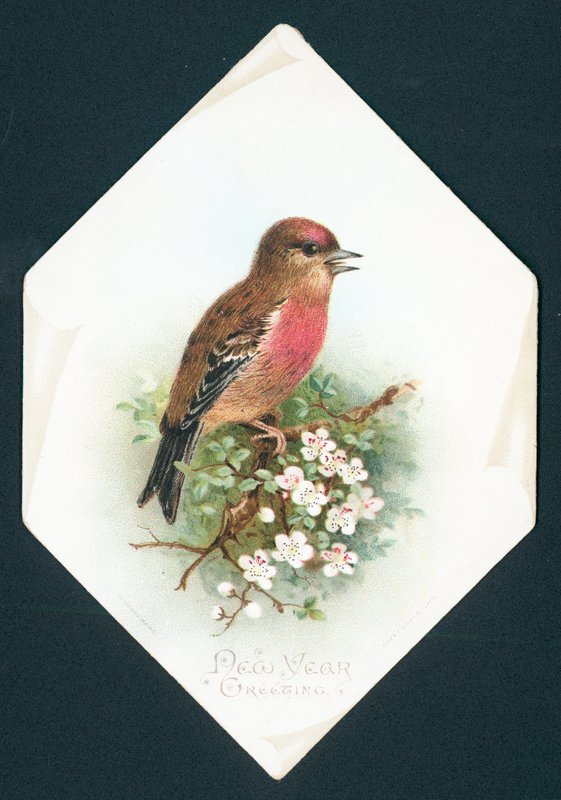 Brambling, cartão de ano novo de English School