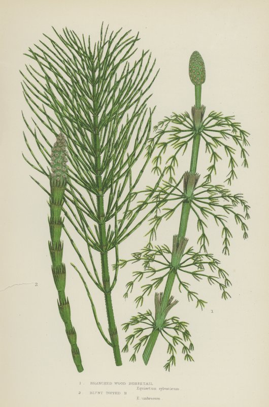 Cavalinha de Madeira Branca, Cavalinha de Tiro (cor litho) de English School