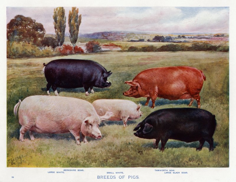 Raças de Porcos (cor litho) de English School