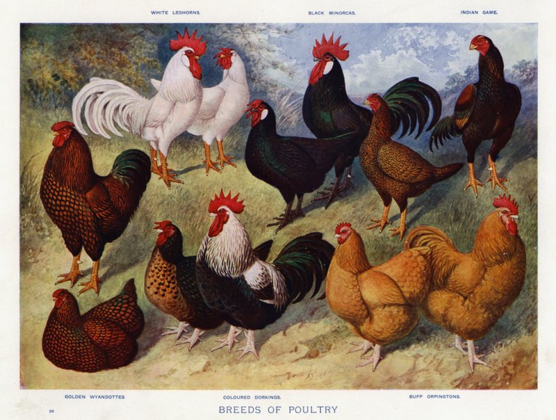 Raças de Aves de Capoeira (cor litho) de English School