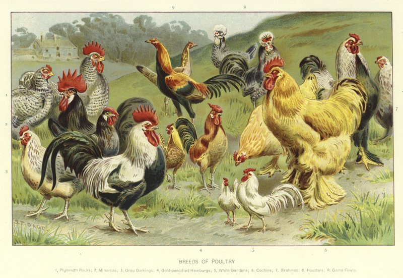 Raças de Aves de English School