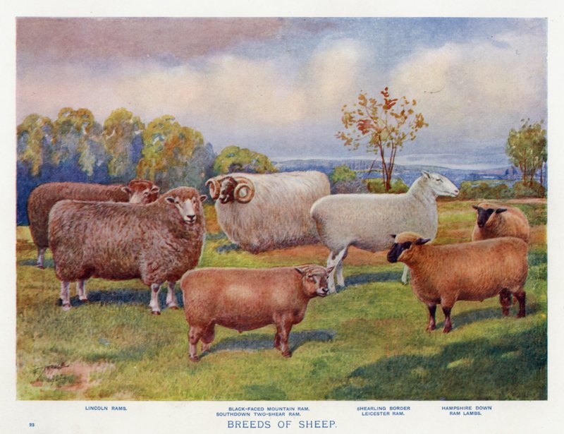 Raças de Ovelhas (cor litho) de English School