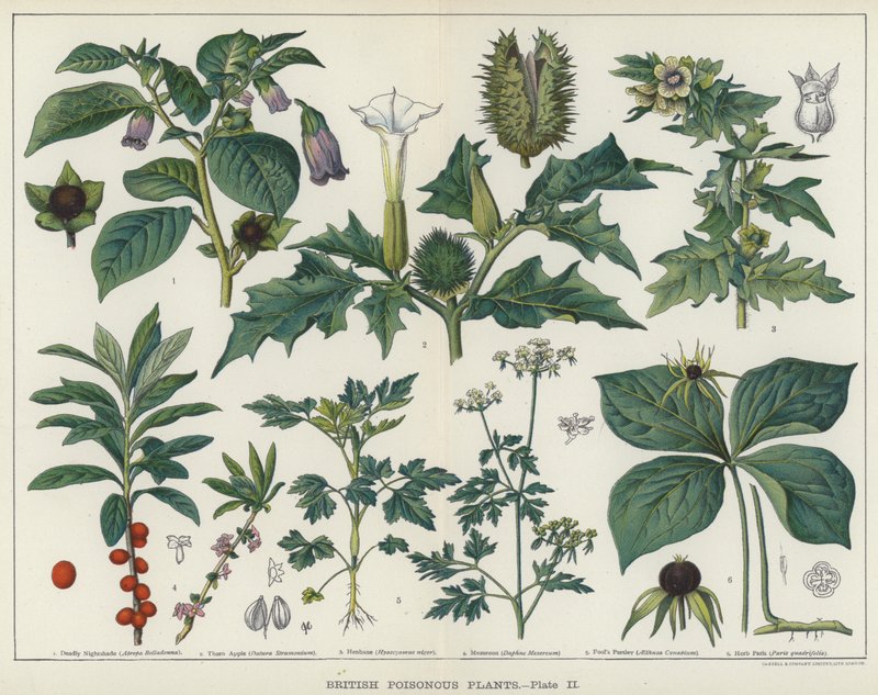 Plantas Venenosas Britânicas (cor litho) de English School