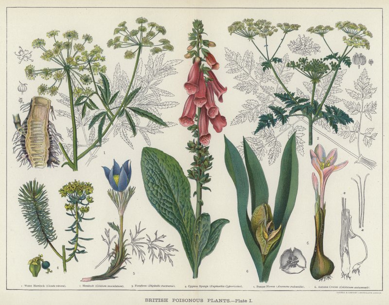 Plantas Venenosas Britânicas (cor litho) de English School