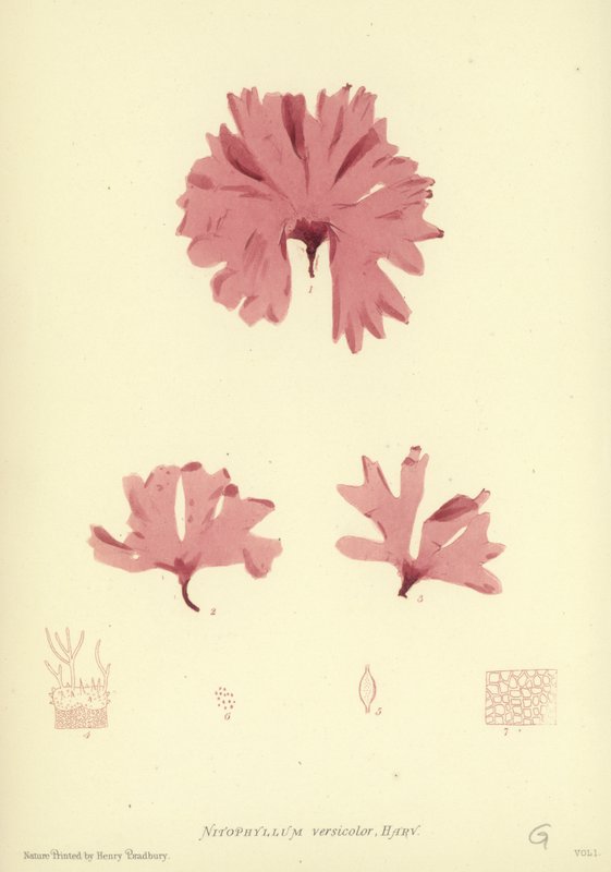 Erva Daninha Britânica (natureza impressa) de English School