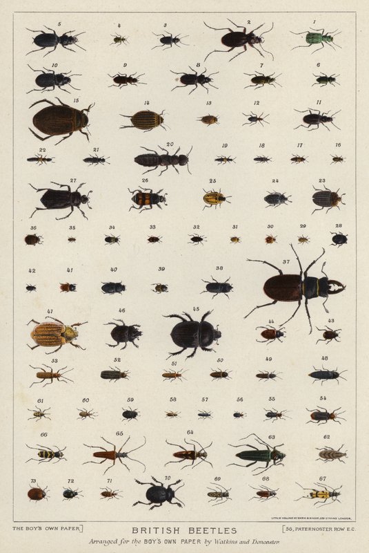 Escaravelhos britânicos (cor litho) de English School